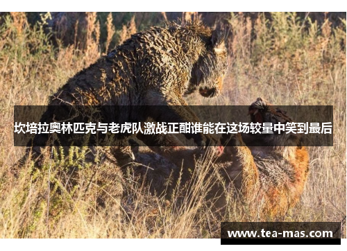 坎培拉奥林匹克与老虎队激战正酣谁能在这场较量中笑到最后